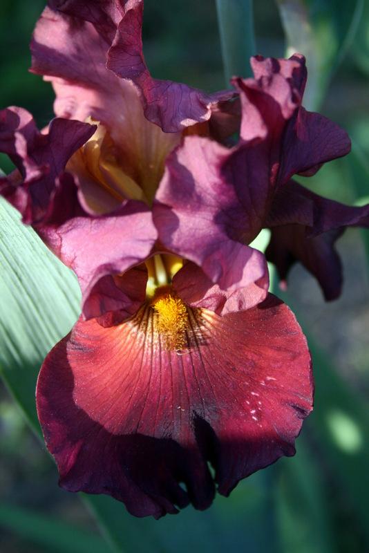 Photo of Tall Bearded Iris (Iris 'Rip City') uploaded by Calif_Sue