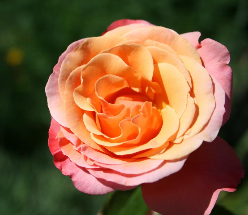Photo of Rose (Rosa 'Colorific') uploaded by Calif_Sue