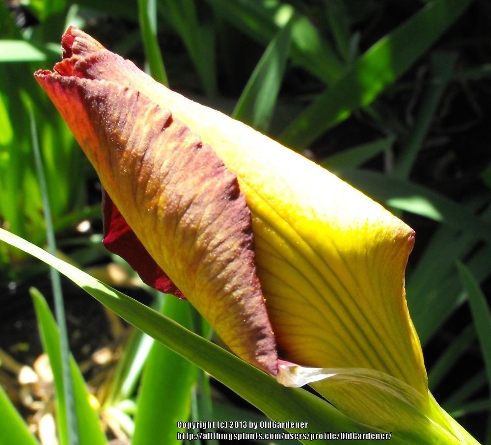 Photo of Louisiana Iris (Iris 'Ann Chowning') uploaded by OldGardener
