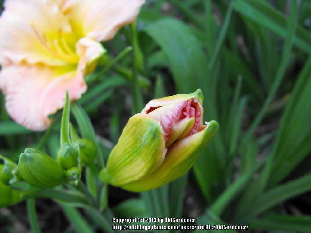 Photo of Daylily (Hemerocallis 'Siloam Double Classic') uploaded by OldGardener