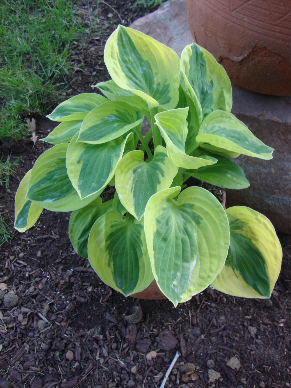 Photo of Hosta 'Brim Cup' uploaded by Paul2032