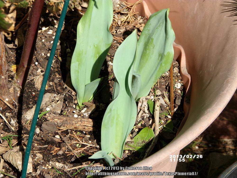 Photo of Tulips (Tulipa) uploaded by TexasPlumeria87