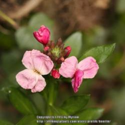 Location: My garden in Gent, Belgium
Date: 2013-04-30
Some of the plants have paler flowers..