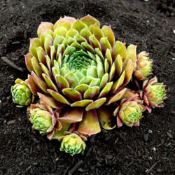 
Date: 2013-02-04
Sempervivum 'Black Mountain' by Perennial Obsessions Nursery