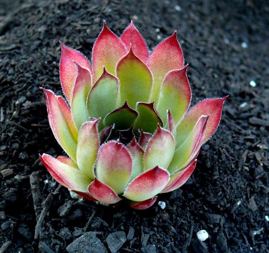 Photo of Hen and Chick (Sempervivum 'Congo') uploaded by cynda