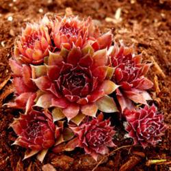 
Date: 2013-02-06
Sempervivum 'Red Robin'  by Perennial Obsessions Nursery