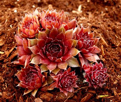 Photo of Hen and Chicks (Sempervivum 'Red Robin') uploaded by cynda
