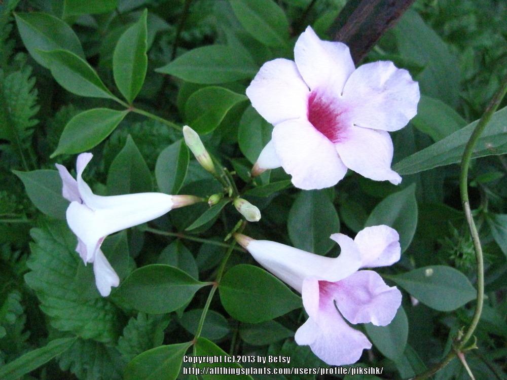 Photo of Bower Vine (Pandorea jasminoides) uploaded by piksihk
