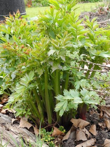 Photo of Lovage (Levisticum officinale) uploaded by vic