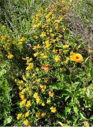 Photo of Mexican Mint Marigold (Tagetes lucida) uploaded by vic