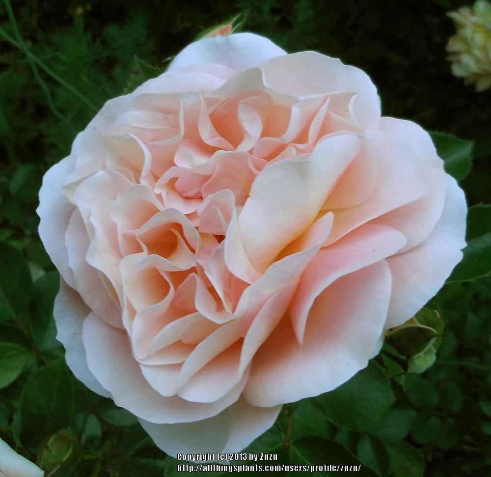 Photo of Rose (Rosa 'Sangerhauser Jubilaumsrose') uploaded by zuzu