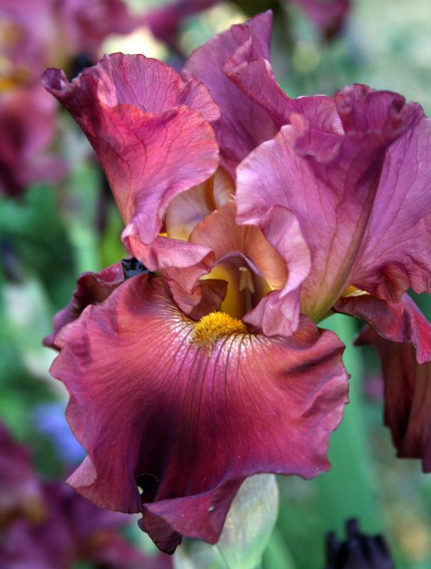 Photo of Tall Bearded Iris (Iris 'Rip City') uploaded by Calif_Sue