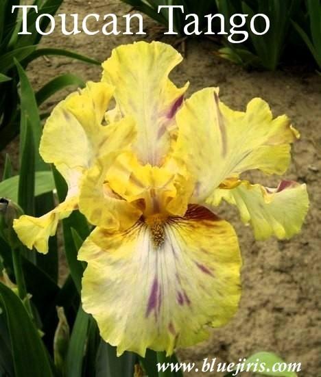 Photo of Tall Bearded Iris (Iris 'Toucan Tango') uploaded by Calif_Sue