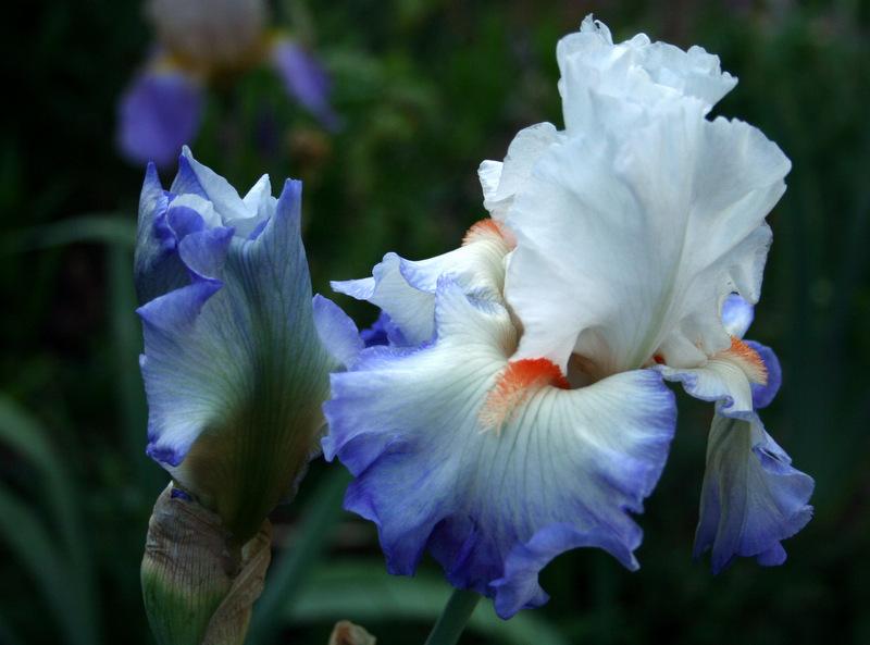 Photo of Tall Bearded Iris (Iris 'Restless Heart') uploaded by Calif_Sue