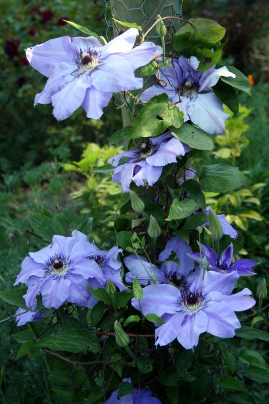 Photo of Clematis 'Ramona' uploaded by Calif_Sue