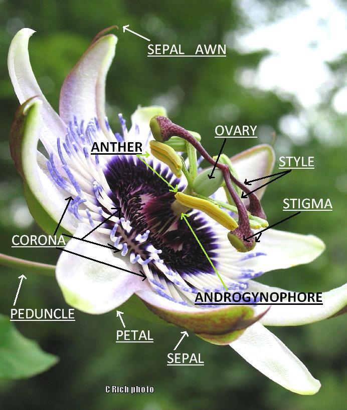 Discovering Passion, the Flowers of Passiflora - Garden.org