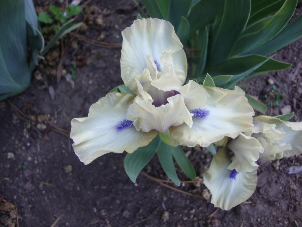 Photo of Standard Dwarf Bearded Iris (Iris 'Satin Accent') uploaded by Paul2032