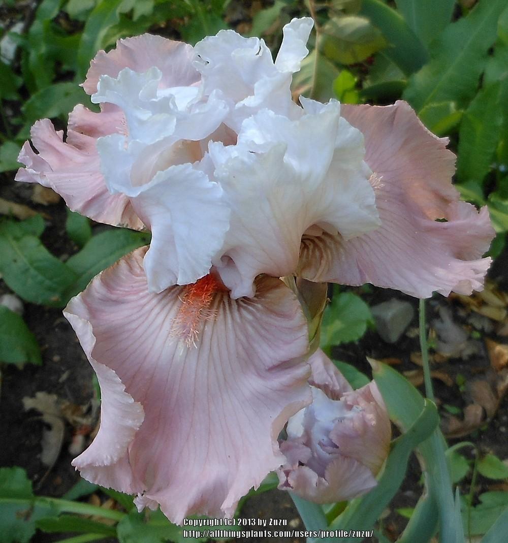 Photo of Border Bearded Iris (Iris 'I'm Dreaming') uploaded by zuzu