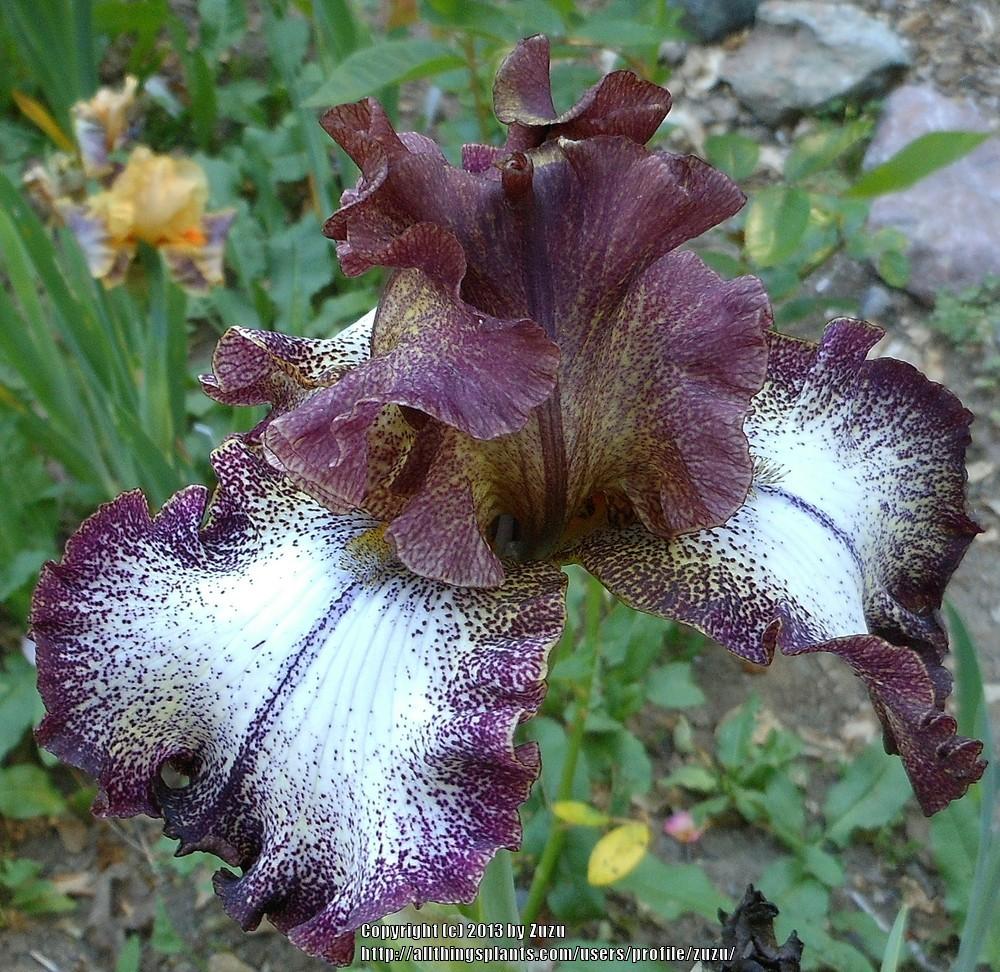 Photo of Tall Bearded Iris (Iris 'Chocolatté') uploaded by zuzu