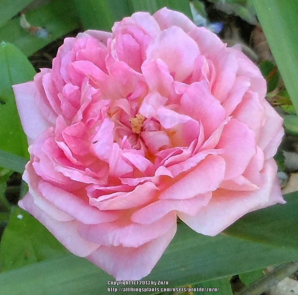 Photo of Rose (Rosa 'Borderer') uploaded by zuzu