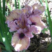 Unidentified Pacific Coast Hybrid Iris