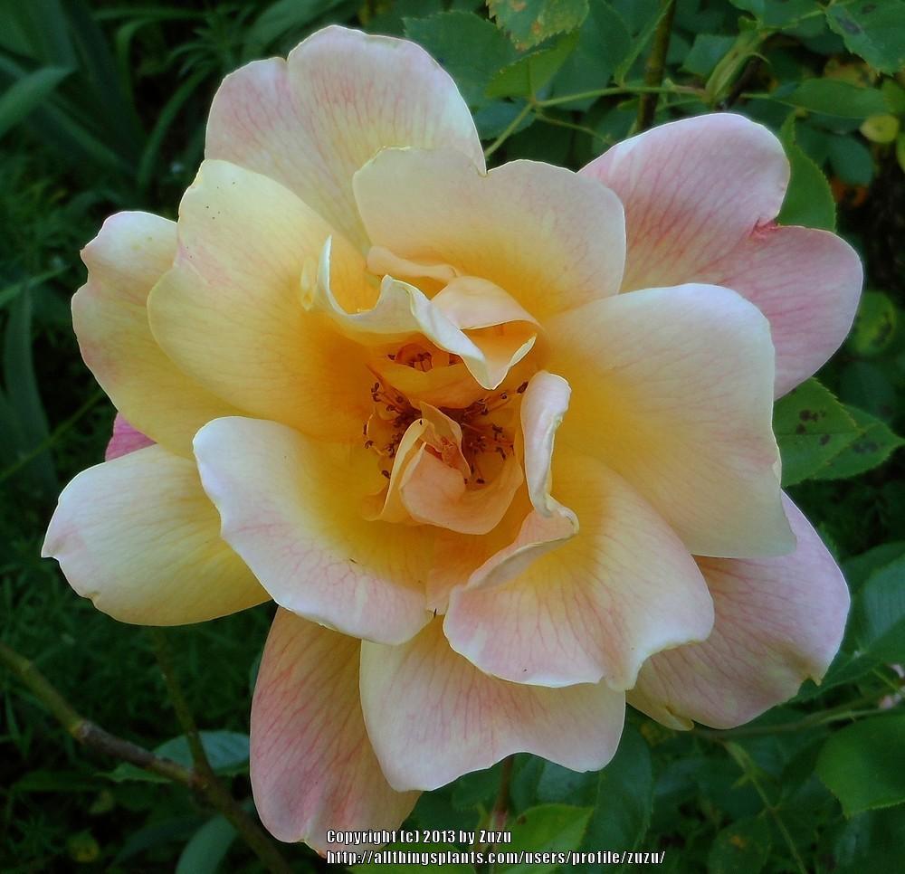 Photo of Rose (Rosa 'Sutter's Gold') uploaded by zuzu