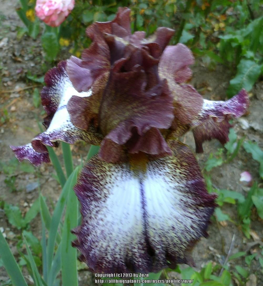 Photo of Tall Bearded Iris (Iris 'Chocolatté') uploaded by zuzu