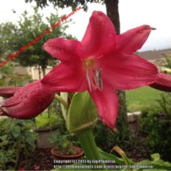 Location: Tampa, Florida
Date: May 2013
Fragrant red crinum lily; produces multiple blooms and bulbs.