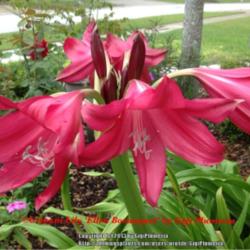 Location: Tampa, Florida
Date: May 2014
Love the fragrance and the color of this beautiful red crinum lil