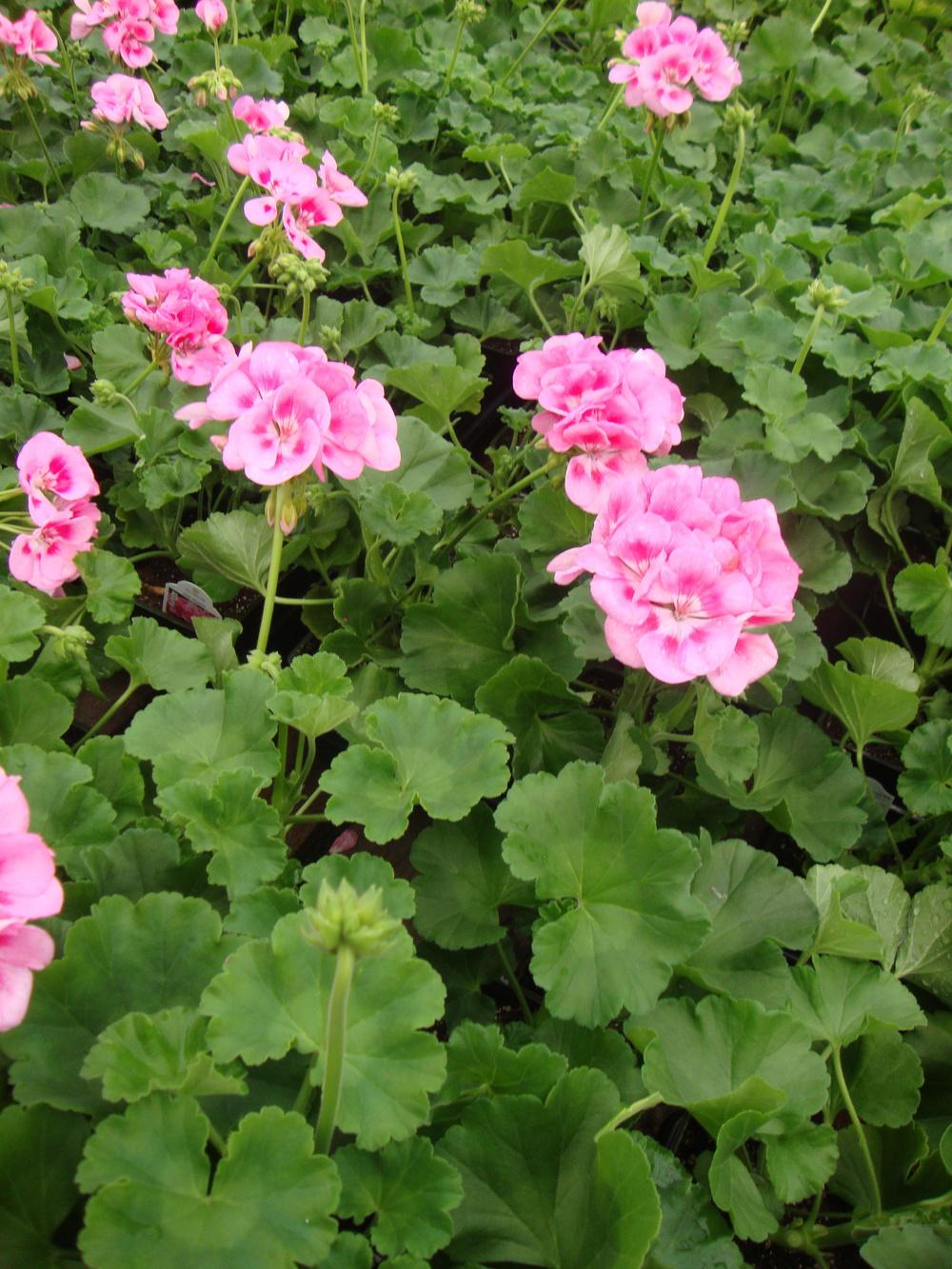 Photo of Zonal Geranium (Pelargonium x hortorum Allure™ Light Pink) uploaded by Paul2032