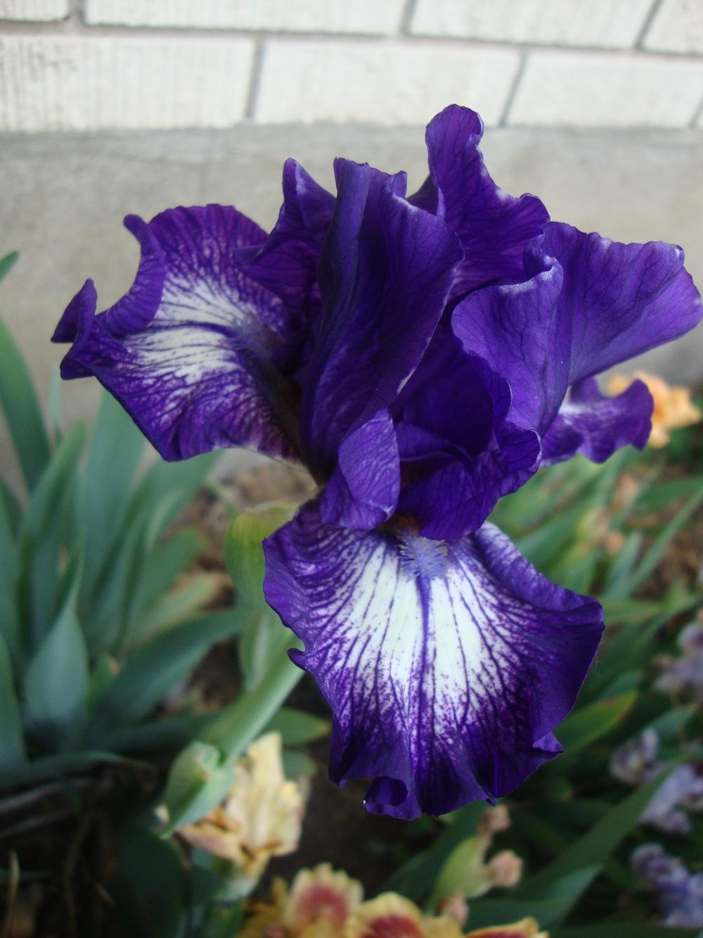 Photo of Intermediate Bearded Iris (Iris 'Starwoman') uploaded by Paul2032