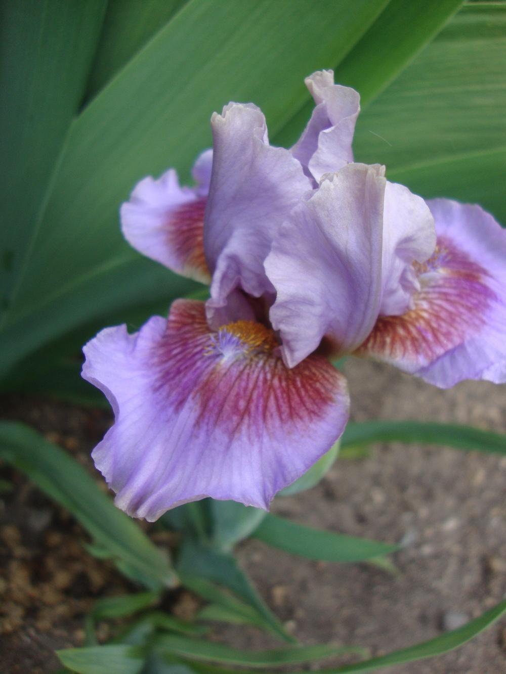 Photo of Standard Dwarf Bearded Iris (Iris 'Capiche') uploaded by Paul2032