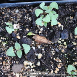 Location: My Northeastern Indiana Gardens - Zone 5b
Date: 2013-05-02
Salvia coccinea 'Lady in Red' seedlings.