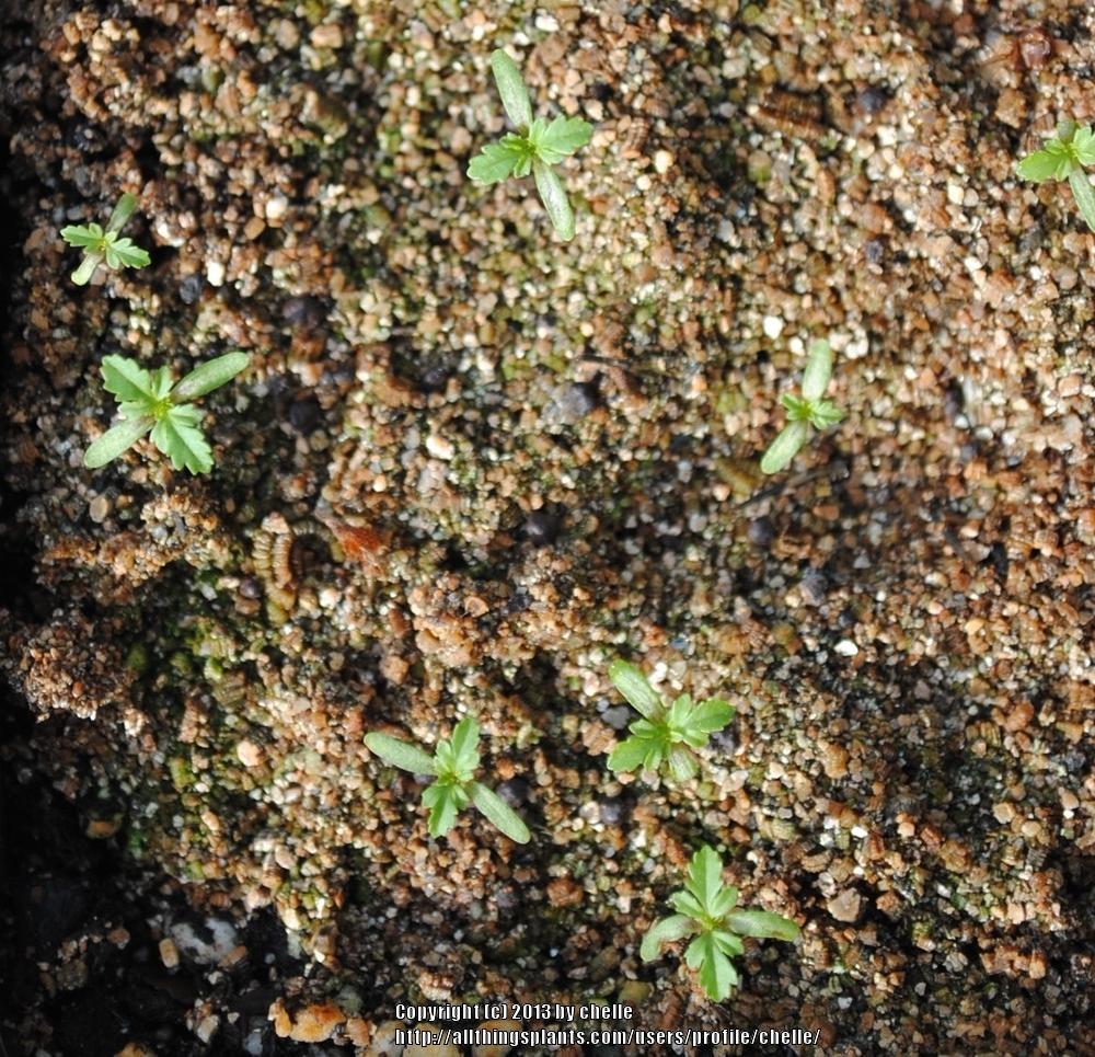 Photo of Signet Marigold (Tagetes tenuifolia 'Lulu') uploaded by chelle