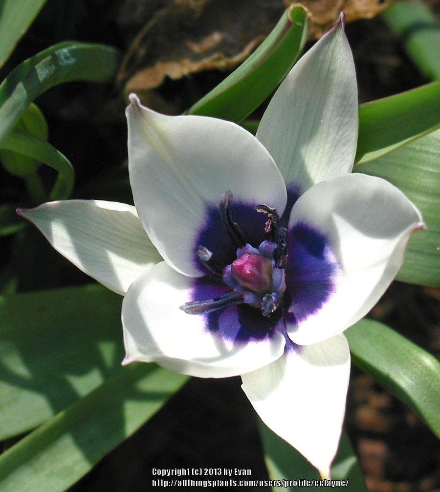 Photo of Tulip (Tulipa humilis 'Alba Coerulea Oculata') uploaded by eclayne