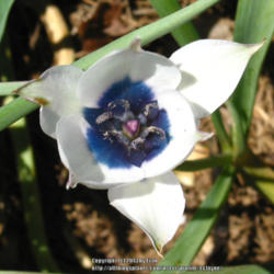 Location: z6a MA, my garden
Date: 2013-05-02
Vivid blue center on this lone bub.