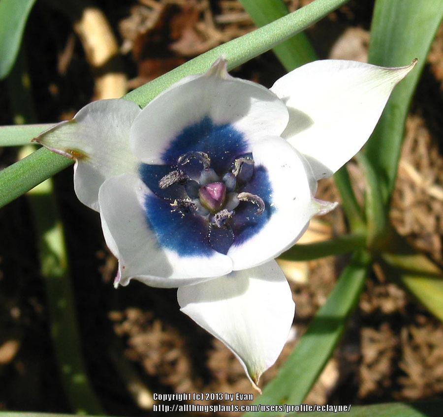 Photo of Tulip (Tulipa humilis 'Alba Coerulea Oculata') uploaded by eclayne