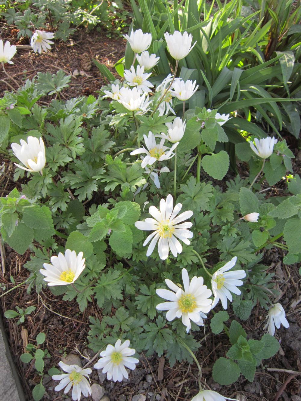 Photo of Grecian Windflower (Anemone blanda 'White Splendour') uploaded by ge1836