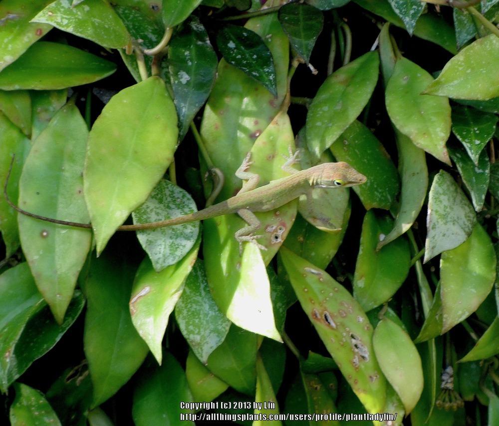Photo of Hoyas (Hoya) uploaded by plantladylin