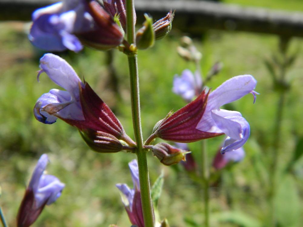 Photo of Culinary Sages (Salvia officinalis) uploaded by wildflowers