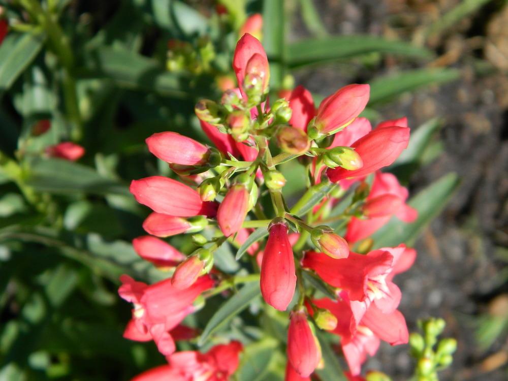 Photo of Penstemon Riding Hood Red uploaded by wildflowers