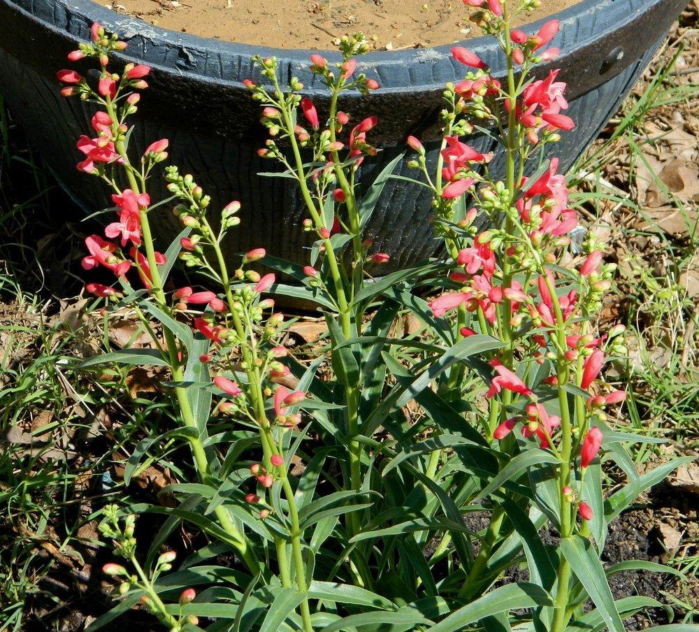 Photo of Penstemon Riding Hood Red uploaded by wildflowers
