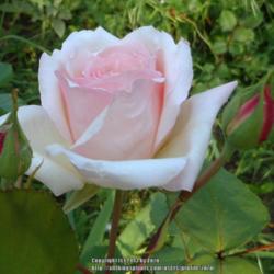 Location: In my Northern California garden
Date: 2013-04-25