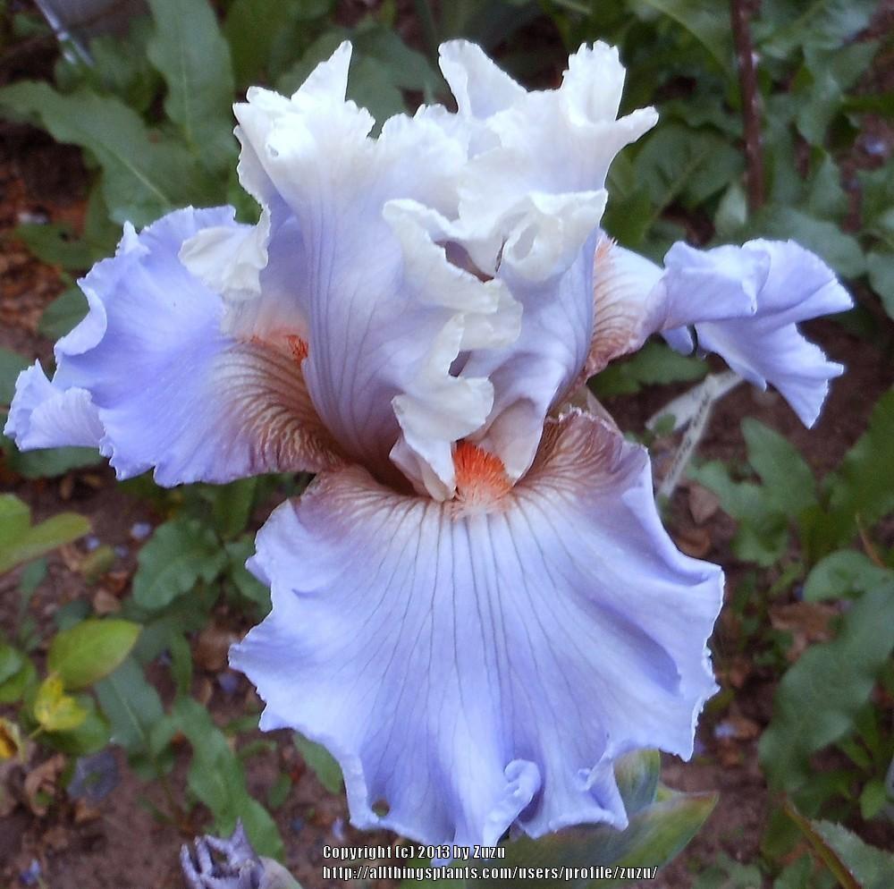 Photo of Tall Bearded Iris (Iris 'Platinum Class') uploaded by zuzu