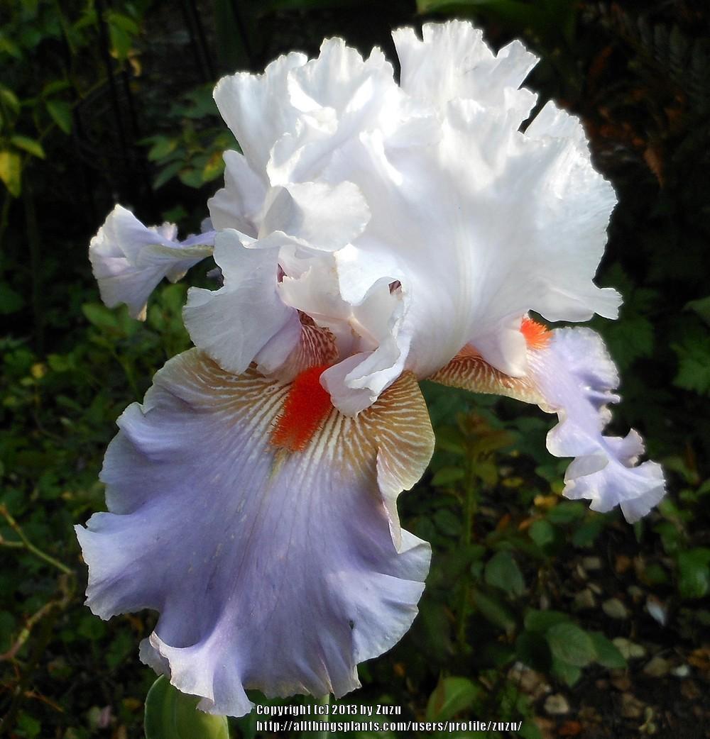 Photo of Tall Bearded Iris (Iris 'Flying Down to Rio') uploaded by zuzu