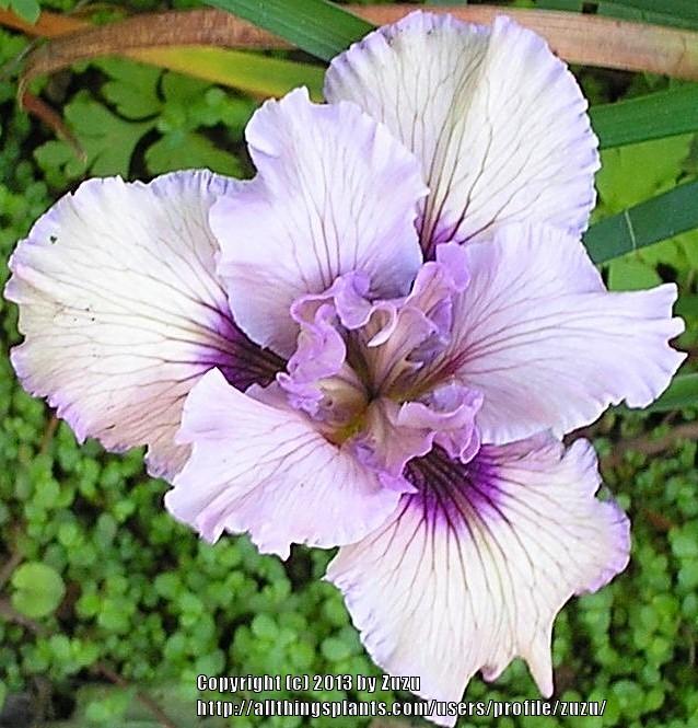 Photo of Irises (Iris) uploaded by zuzu