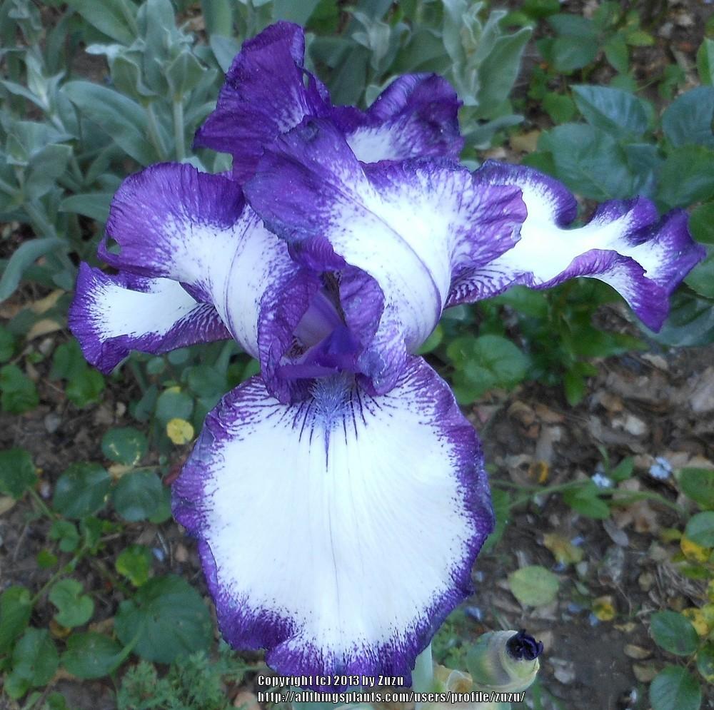 Photo of Tall Bearded Iris (Iris 'Going My Way') uploaded by zuzu