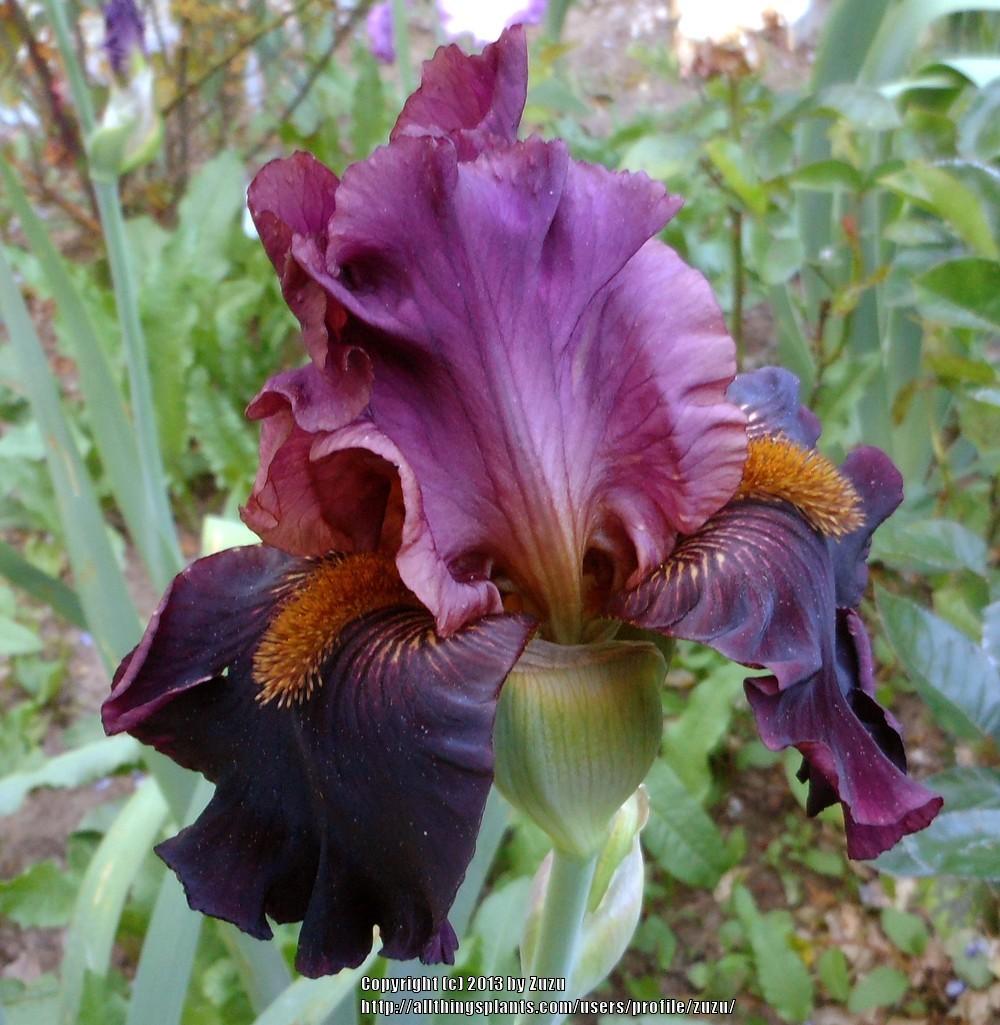 Photo of Tall Bearded Iris (Iris 'Smoky Shadows') uploaded by zuzu