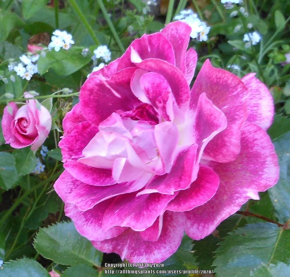 Photo of Rose (Rosa 'Let's Celebrate') uploaded by zuzu