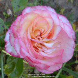 Location: In my Northern California garden
Date: 2013-04-25